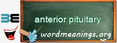 WordMeaning blackboard for anterior pituitary